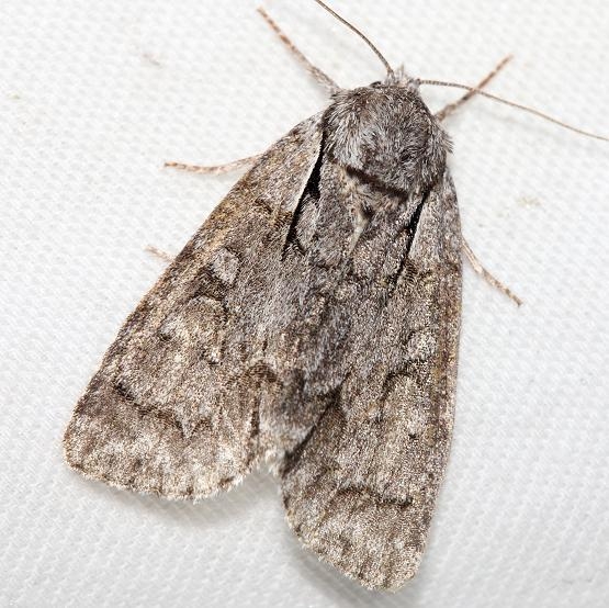 9212 Gray Dagger Moth Thunder Lake Mich 6-23-12