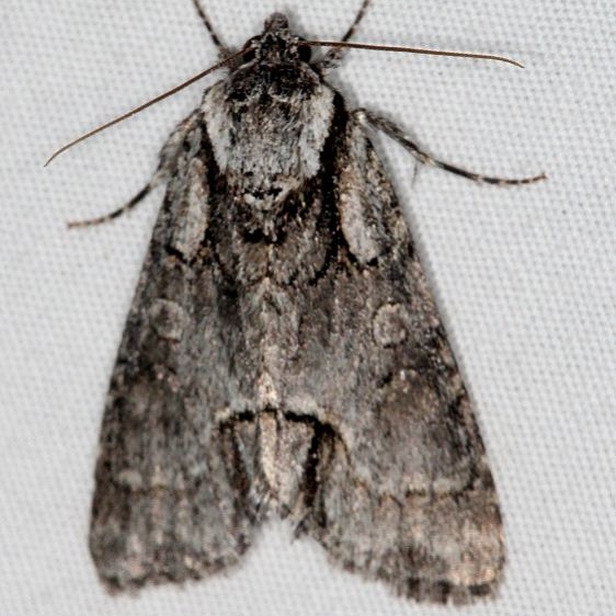 9214 Acronicta falcula Mesa Verde National Pk Colorado 6-9-17 (34)_opt