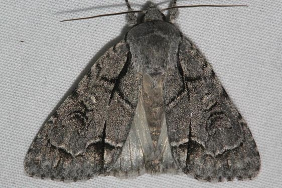 9216 Acronicta albarufa Black Canyon at the Gunnison Natl Pk Colorado 6-14-17 (18)_opt
