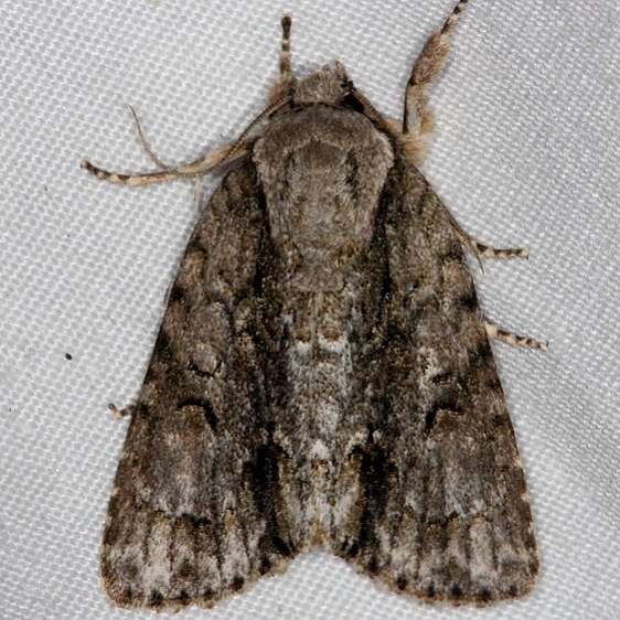 9219 Connected Dagger Moth Rodman Campground Fl 3-20-14
