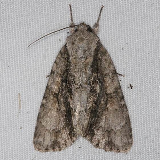 9219 Connected Dagger Moth yard 9-5-14