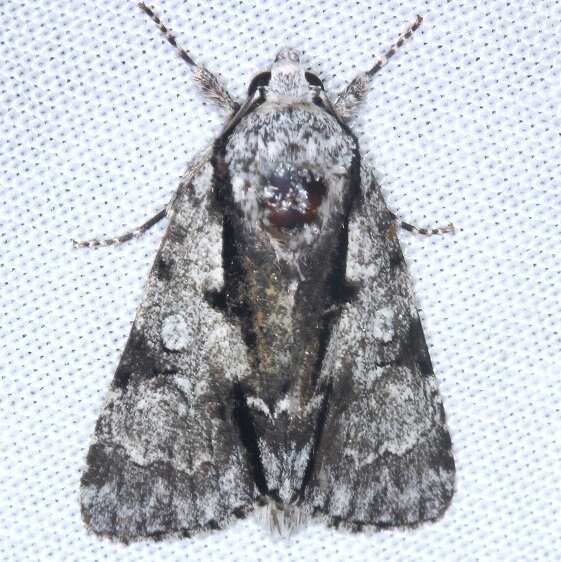 9221-Funerary-Dagger Cumberland-Falls-Area-Ky-6-30-25