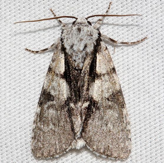 9221 Funerary Dagger Moth Thunder Lake UP Mich 6-26-12