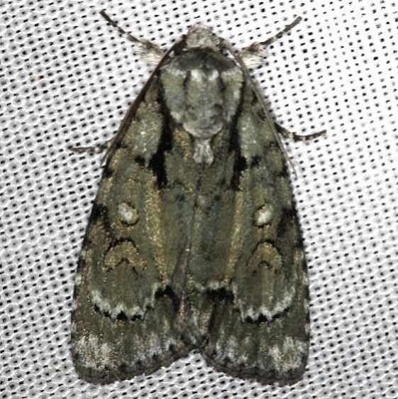 9223 Acronicta lepetita Carter Cave St Pk Ky 4-23-13