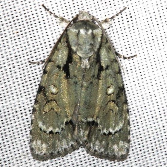 9225 Acronicta vinnula Carter Cave St Pk Ky 4-23-13