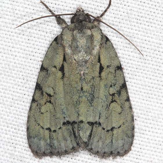 9225 Delightful Dagger Moth  yard BG 7-17-18 (2)_opt