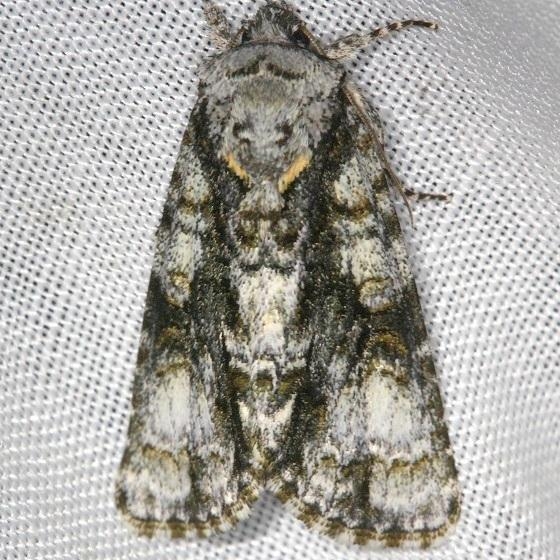 9226 Spendid Dagger Moth Thunder Lake Mich UP 6-22-13