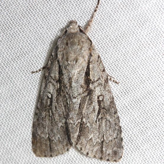 9227 Pleasant Dagger Moth Thunder Lake Mich 6-23-12