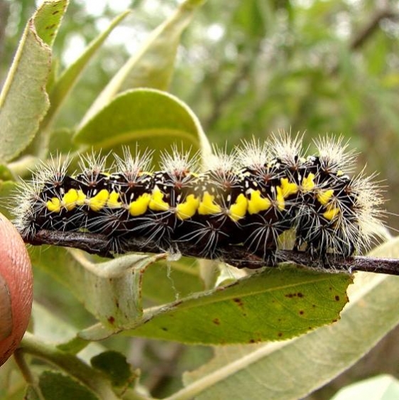 9229 Smartweed Caterpillar Smeared Dagger Kissimmee Prairie St Pk 3-11-12