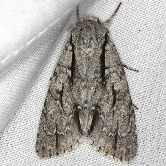 9229 Speared Dagger Moth yard 5-5-13