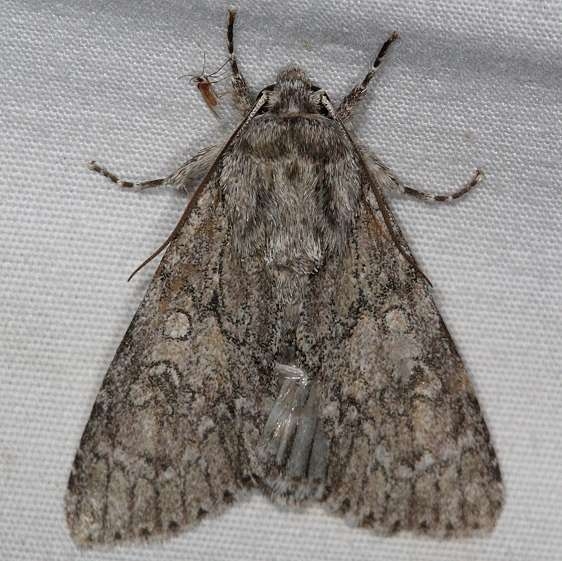 9235 Nondescrpt Dagger Moth yard 5-25-15