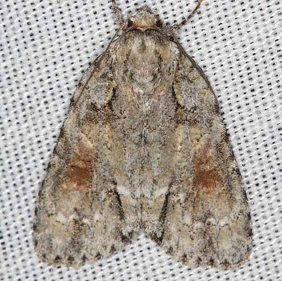 9236 Ochre Dagger Moth Battelle Darby Metro 8-26-17 (4)_opt
