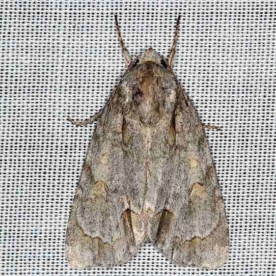 9236 Ochre Dagger Moth yard 8-15-16 (1)_opt