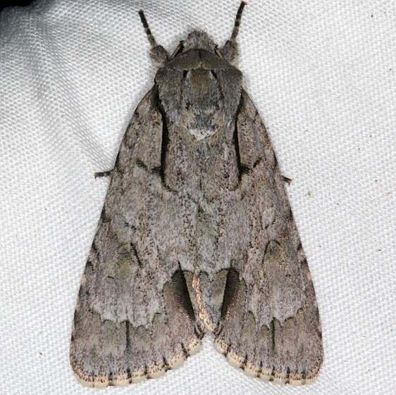 9237 Interrupted Dagger Moth yard 7-15-15