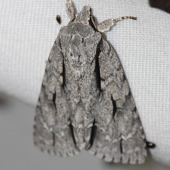 9238 Greater Oak Dagger Moth yard 5-20-12