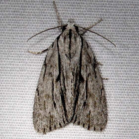 9238.1 Acronicta perblanda Ocean Pond Osceolo Natl Forest 3-25-15