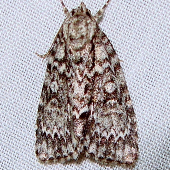 9241-Fragile-Dagger-Moth-Thunder-Lake-UP-Mich-6-18-11