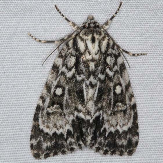 9241 Fragile Dagger Moth Thunder Lake UP Mich 6-19-15