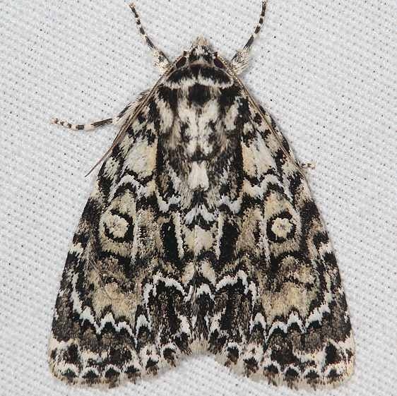 9241.1 Heitzmans Dagger Moth Carter Caves St Pk Ky 4-22-19