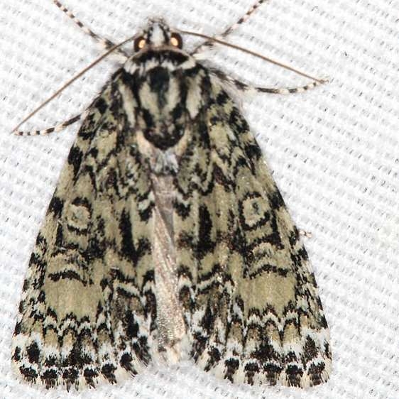9241.1-Heitzmans-Dagger-Moth-Carter-Caves-St-Pk-Ky-4-22-19-73_opt