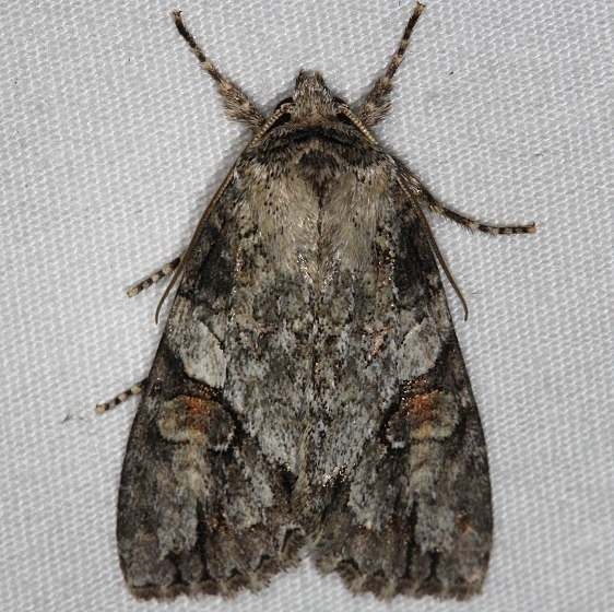 9242 Exiled Dagger Moth Thunder Lake Up Mich 6-22-14