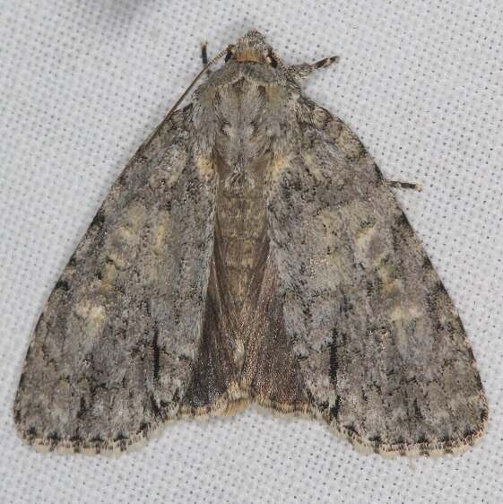 9242 Lesser Oak Daggger-Shawnee St Pk cabin12 5-17-22