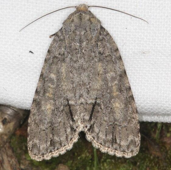 9242.1 Medium Oak Dagger-Shawnee St Pk Oh 5-24-23