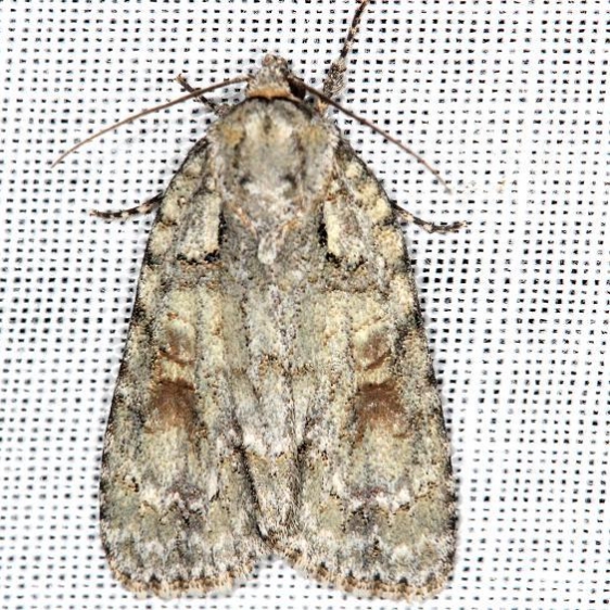 9243 Ovate Dagger Moth yard 5-30-13