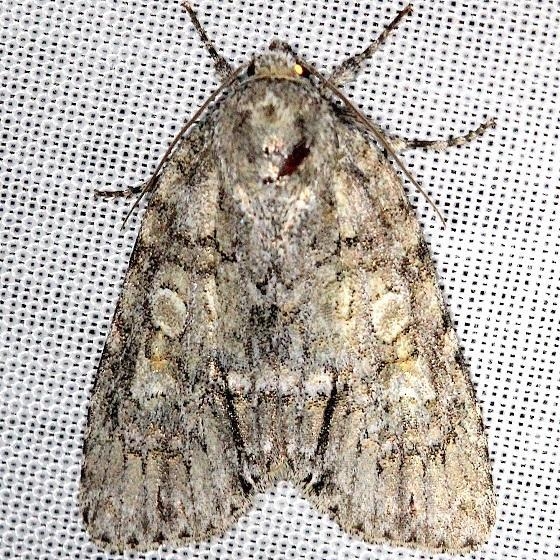 9244 Medium Dagger Moth Acronicta modica Shawnee St Pk Oh 6-15-13