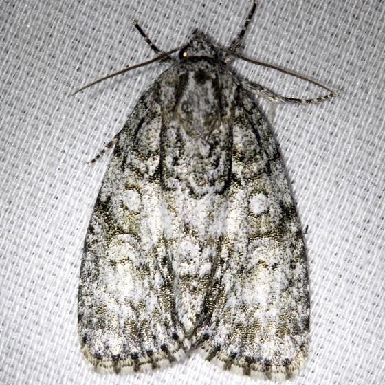 9246 Clear Dagger Moth Thunder Lake UP Mich 6-23-13