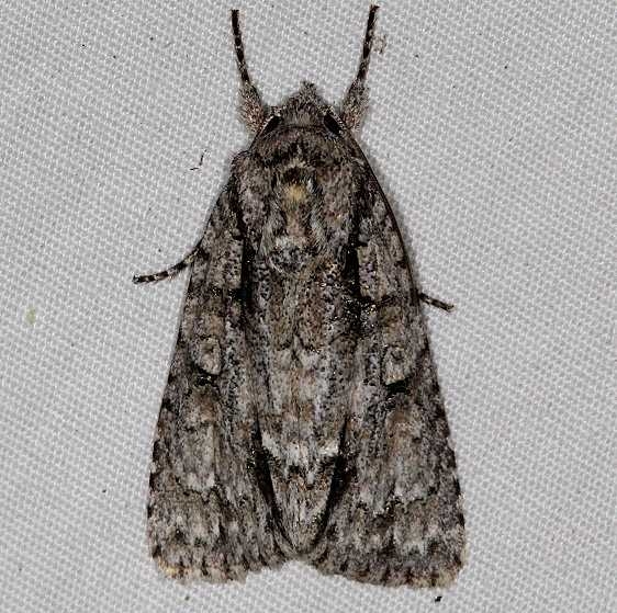 9246 Clear Dagger Moth yard 5-26-16