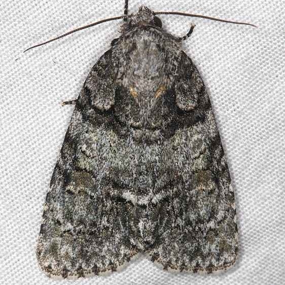 9247 Acronicta tristis Thunder Lake Up Mich 6-22-14