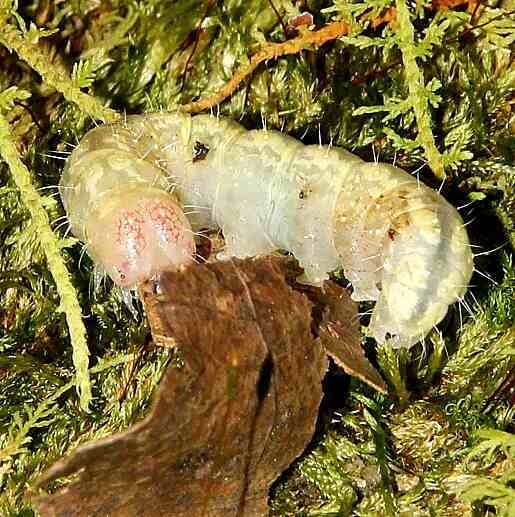 9249 Increta Dagger beech Caterpiller Clear Creek Metro Pk 9-18-20