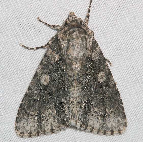 9255 Charred Dagger Moth Mesa Verde Colorado 6-11-17 (16)_opt