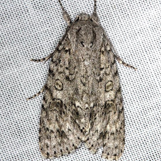 9257 Yellow-haired Dagger Moth Carter Cave St Pk Ky 4-23-13