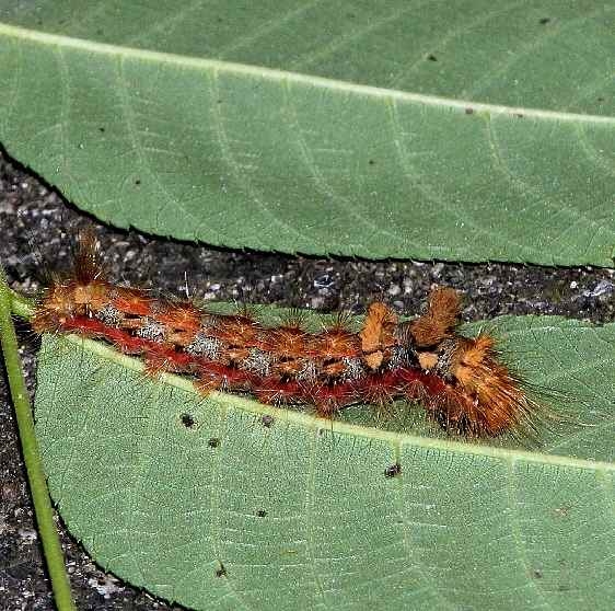 9257 Yellow-haired Dagger Moth caterpillar Black Hand Gorge Oh 9-16-15