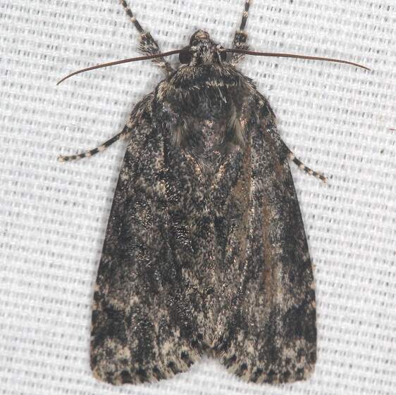 9258-Acronicta-sperata-BG-yard-6-5-20