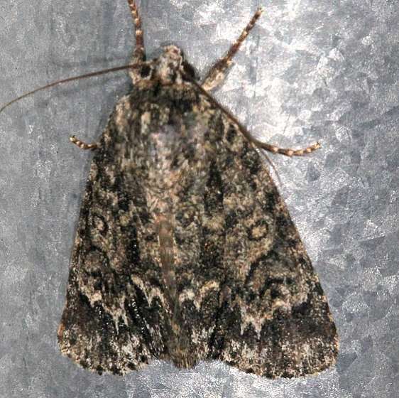 9259 Night wandering Dagger Moth Battelle Darby Metro Nature Center 7-20-19