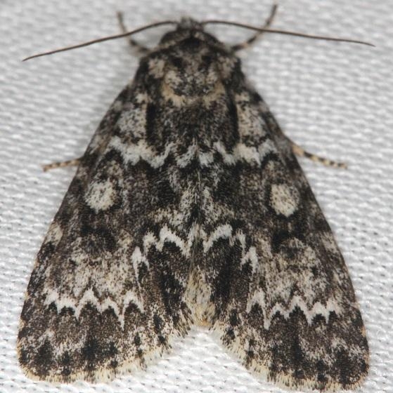 9259 Night-wandering Dagger Moth Thunder Lake Mich 6-21-13