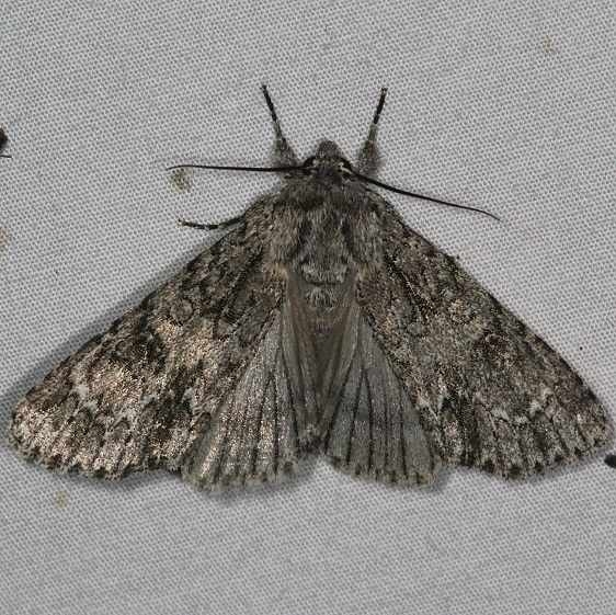 9261 Impressed Dagger Moth yard 5-10-15