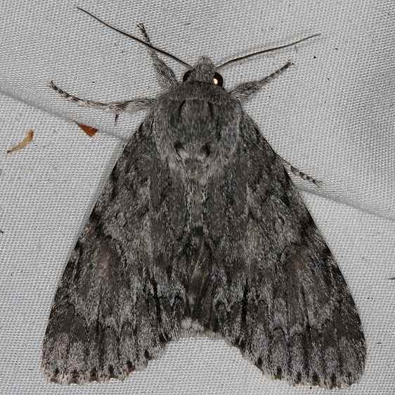 9264 Long-winged Dagger Moth Acronicta longa Rodman Campground Fl 3-21-14