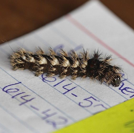 9264 Long-winged Dagger Moth caterpillar yard 10-11-14