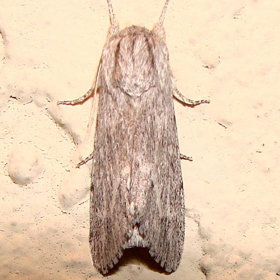 9266 Streaked Dagger Moth Juniper Springs Ocala Natl Forest Fl 3-14-12