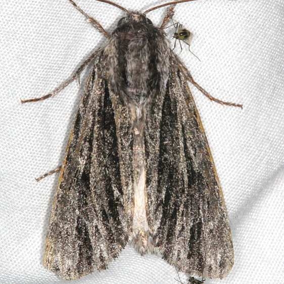 9269 Acronicta edolata Fool Hollow Lake St Pk Ariiz 5-23-17 (109)_opt