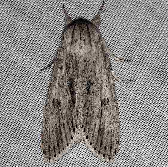 9272 Smeared Dagger Moth Rodman campground Fl 3-18-14