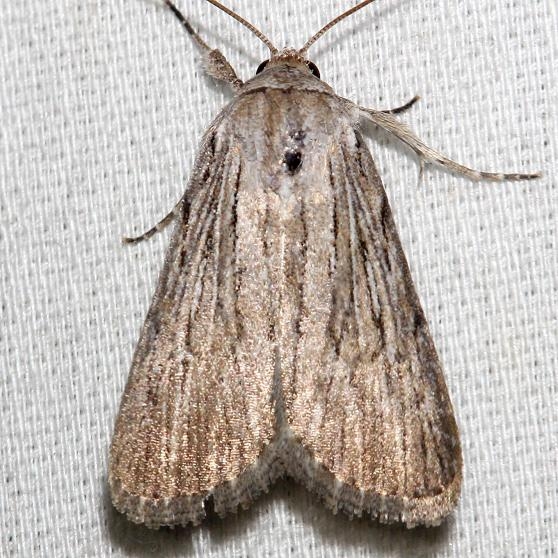 9272 Smeared Dagger Moth Schivley Fen Logan Co Oh 6-12-12