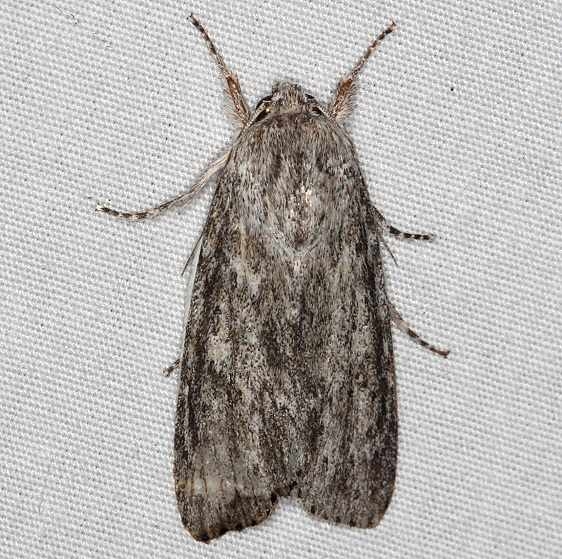 9272 Smeared Dagger Moth yard 7-22-14 (9)_opt