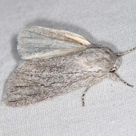 9272.1 Acronicta sinescripta-Lake-Kissimmee St Pk Fl 2-27-22