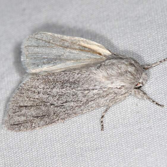 9272.1 Acronicta sinea-Lake-Kissimmee St Pk Fl 2-27-22