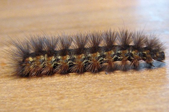 9280 Henry's Marsh Caterpillar found on Carson Rd 9-24-10